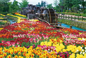 【クリックで詳細表示】ジグソー チューリップ公園の五連水車 1000マイクロピース(M71-833)[ビバリー]《在庫切れ》