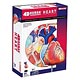 Standing Puzzle 4D VISION Human Anatomy Model No.10 Heart Anatomy Model