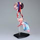 Standing Puzzle 4D VISION Human Anatomy No.16 Male Reproductive Organs Anatomy Model