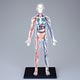 Standing Puzzle 4D VISION Human Anatomy Model No.20 Full Body Skeleton Model