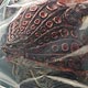 オイル怪獣タッコング ソフビフィギュア 『帰ってきたウルトラマン』より（１２年５月分）[FEWTURE MODELS（アートストーム）]《０５月予約》