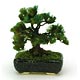 盆栽ミニチュア THE BONSAI 角鉢松 黒