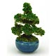 盆栽ミニチュア THE BONSAI 丸鉢杉 紺
