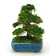 盆栽ミニチュア THE BONSAI 角鉢杉 紺