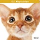 アビシニアン 2017年カレンダー