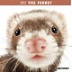 THE FERRET 2017年カレンダー