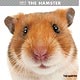 THE HAMSTER 2017年カレンダー