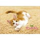 子猫のマンチカン 2018年カレンダー