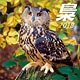 梟 ~ふくろう~ 2018年カレンダー