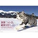 旅猫ニャン吉、絶景を行く。 2018年カレンダー