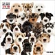 THE DOG ALL-STAR 2018年カレンダー