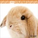 THE RABBIT 2018年カレンダー