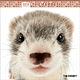 THE FERRET 2018年カレンダー