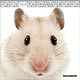 THE HAMSTER 2018年カレンダー