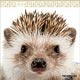 THE HEDGEHOG 2018年カレンダー