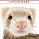 (ミニ)THE FERRET 2018年カレンダー