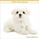 (ミニ)マルチーズ 2018年カレンダー