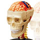 Standing Puzzle 4D VISION Human Anatomy Model No.04 Head Anatomy Model