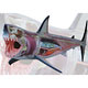 Standing Puzzle 4D VISION Animal Anatomy Model No.02 Great White Shark Anatomy Model