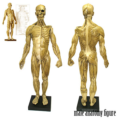 アナトミー（人体模型）フィギュア 男性 Ver.1 単品[スタイルオン 