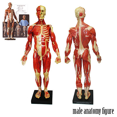 アナトミー（人体模型）フィギュア 男性 Ver.3 単品（再販）[スタイル 