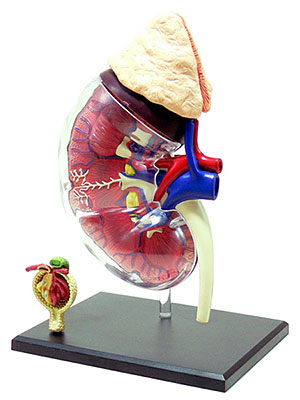 立体パズル 4D VISION 人体解剖モデル No.17 腎臓＆腎小体解剖モデル