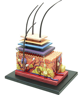 人体解剖 皮膚 SKIN 4D MASTER 立体パズル 立体パズル 4D VISION 人体解剖モデル No.18 皮膚解剖モデル[スカイ