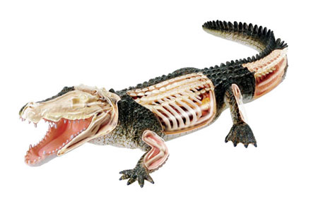 4D VISION クロコダイル 4D VISION 動物解剖 クロコダイル 解剖モデル - メルカリ