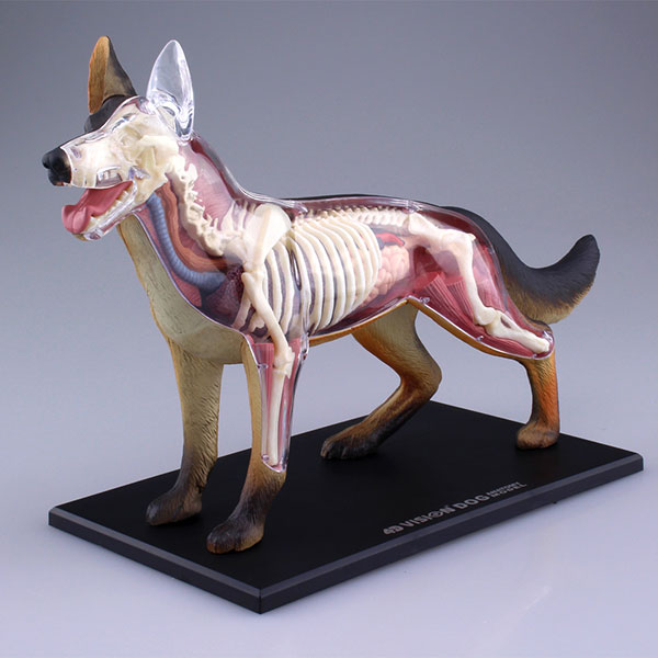あみあみ [キャラクター＆ホビー通販] 立体パズル 4D VISION 動物解剖モデル No.18 犬解剖モデル