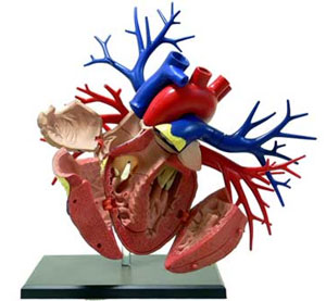 立体パズル 4D VISION 人体解剖モデル No.19 DX心臓解剖モデル