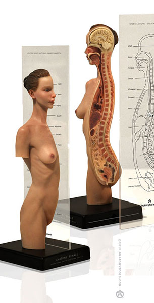 アナトミー（人体模型）フィギュア 女性 TORSO フルカラー仕上げ 単品