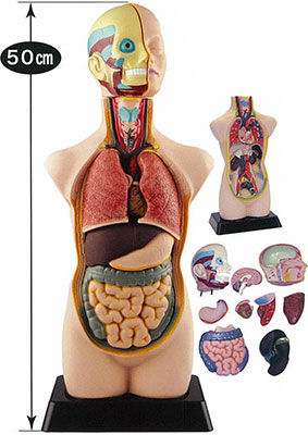 人体解剖模型 完成品 50cm 上半身[童友社]《在庫切れ》