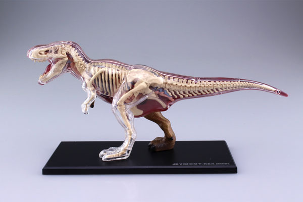 恐竜 T-Rex 動物 解剖 骨 模型 立体 モデル ４D 教材 入学祝い