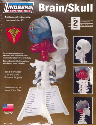 人体模型 脳＆左頭蓋骨 プラモデル（再販）[リンドバーグ]《在庫切れ》