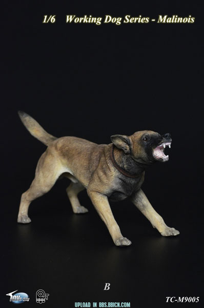 1/6 ワーキングドッグ シリーズ マリノア B (TC-M9005-B)[Toyscity]《在庫切れ》