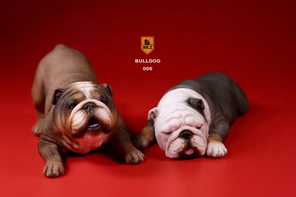 ブルドック　　セット 1/6 ブルドッグ プレイフルセット アイアン＆ゴールド[MR.Z]《在庫切れ》