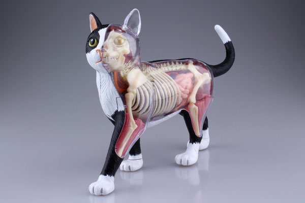 立体パズル 4D VISION 動物解剖 No.29 猫 解剖モデル 黒/白[スカイ
