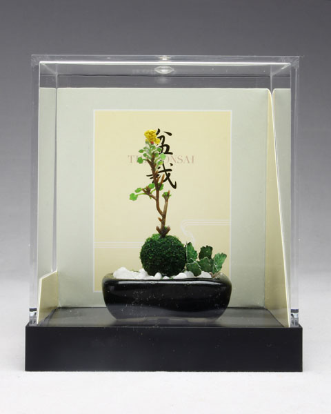 盆栽ミニチュア THE BONSAI 野草寄せ植え 黒角鉢[プラッツ]《在庫切れ》