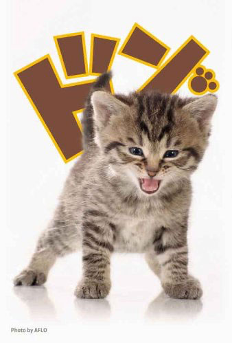 ブロッコリーキャラクタースリーブ 「子猫」 パック[ブロッコリー