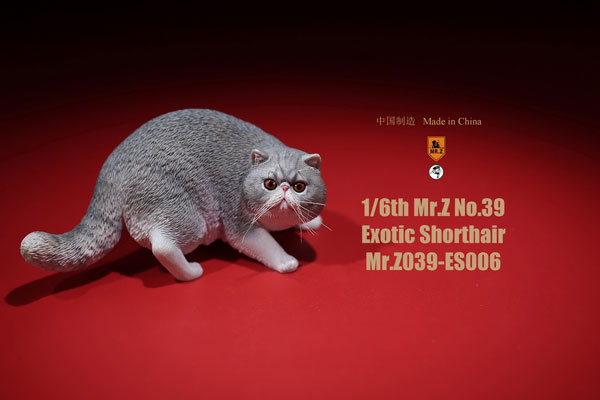 Amazon | Mr.Z 1/6 サイズ エキゾチック・ショートヘア 猫