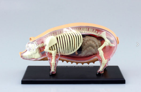 立体パズル 4D VISION 動物解剖モデル No.01 豚解剖モデル