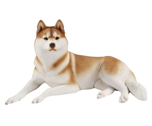 1/6 シベリアンハスキー2.0 1A[MR.Z]《在庫切れ》