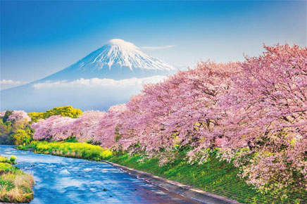 ジグソーパズル 日本風景 春爛漫の桜並木と富士山(静岡) 1000ピース(10