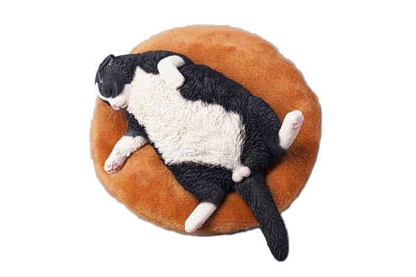 1 6 惰眠を貪る猫 B Jxkスタジオ １１月仮予約