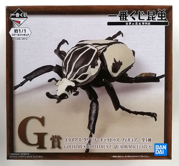 一番くじ昆虫 世界の昆虫博物館 G賞 ゴライアスクワドリマキュラトゥス