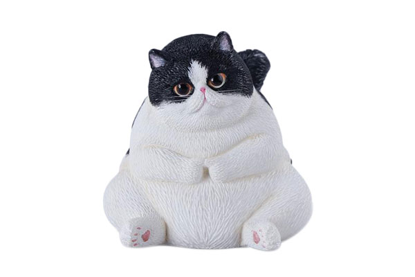 ぽっちゃりキャット D