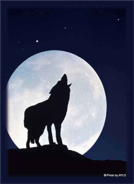 ブロッコリーハイブリッドスリーブ 「月下の孤影」2025 パック[ブロッコリー]《発売済・在庫品》