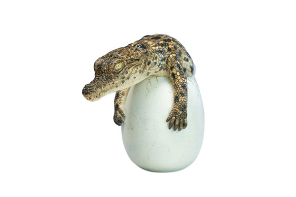 ハッチリング・クロコダイル(幼体ワニ)