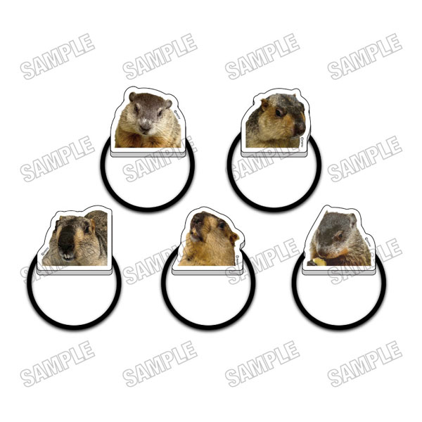 マーモットカフェ「マーモット村」 アクリルヘアゴムコレクション 5個入りBOX