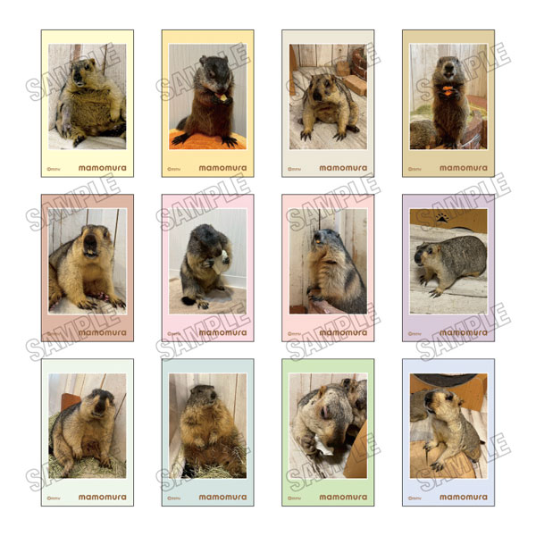 マーモットカフェ「マーモット村」 ミニフォトカードコレクション 6パック入りBOX